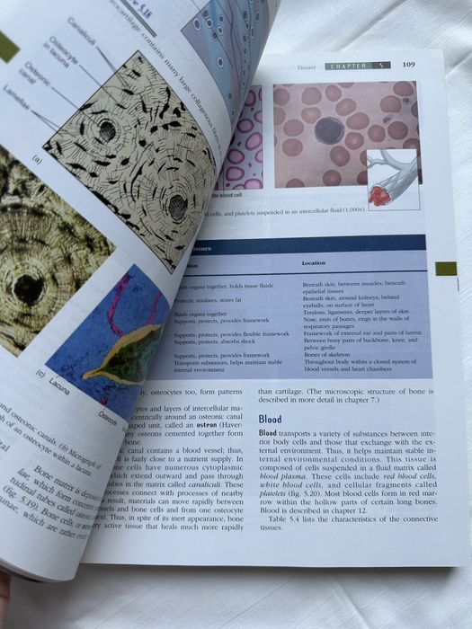 Hole’s Essentials of Human Anatomy and Physiology” — Sixth Edition