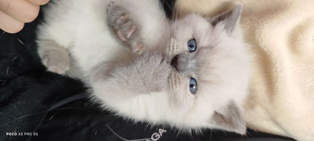 Кошенята британська" бою поінт"