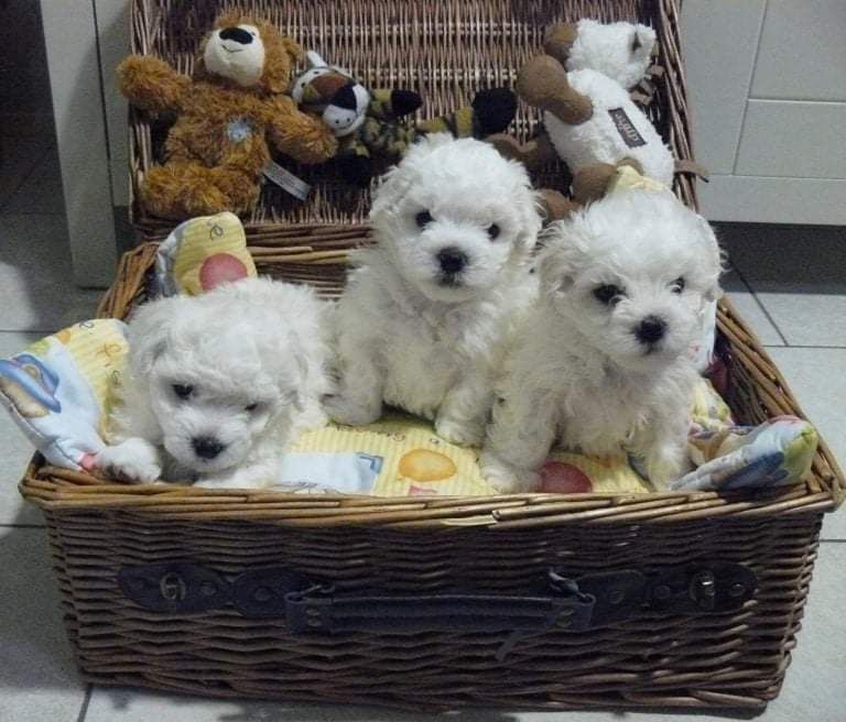 Бішон Фрізе  Білосніжні