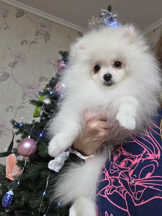 Лялькові красунчики.