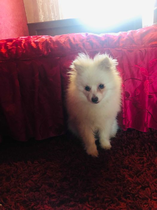 Продам шпіца хлопчик