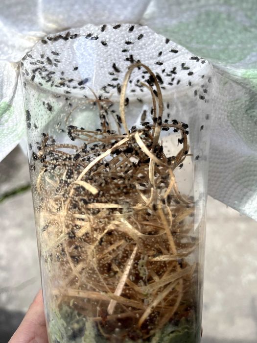 liście dębu, próchno, gałezie dębu lub wierzby, muchy, skoczogonki