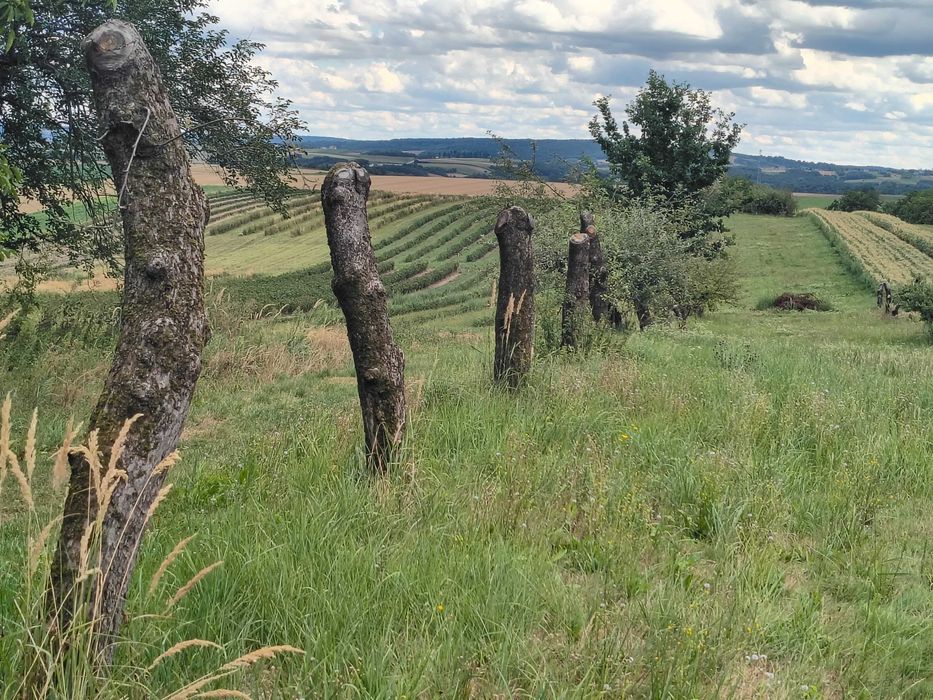 Drewno opałowe, jabłonie do wyrwania