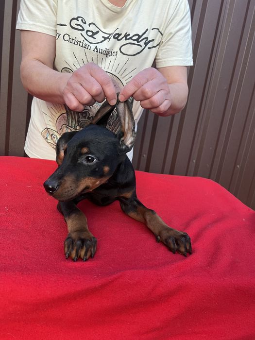 Цуценята добермана щенки добермана документы чип