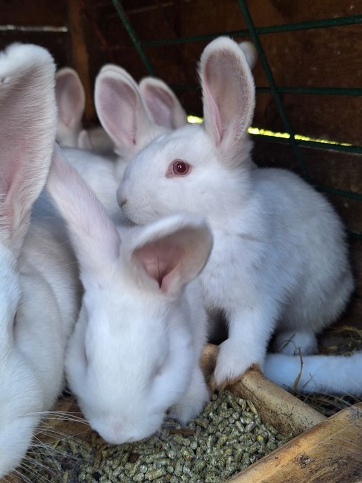 Młody królik nowozelandzki