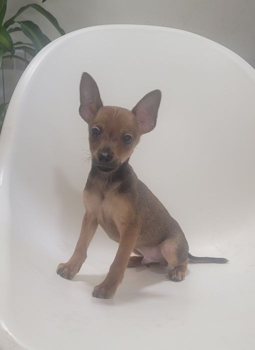 Cachorrinho Pinscher miniatura