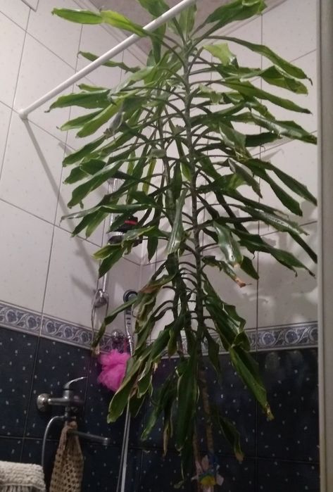 Вазон ДРАЦЕНА 3м. Пальма Юка Кімнатна рослина 3м.