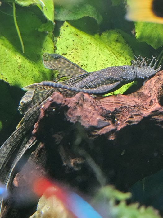 Glonojad niebieski welonowy ok. 12cm