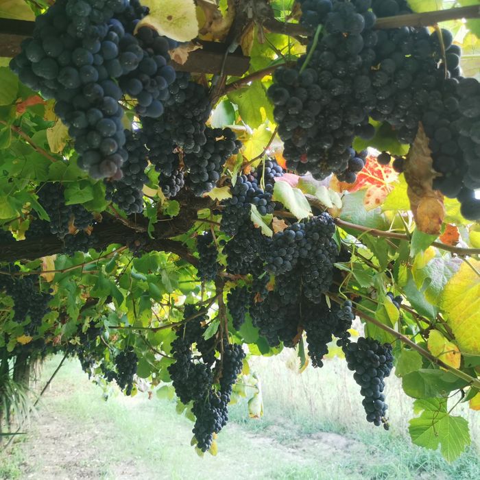 Vendo uvas maduro tintas