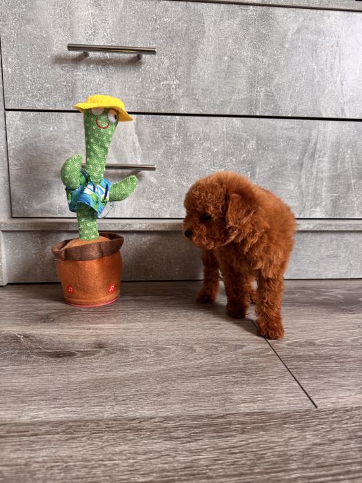 Яскравий та неповторний мальтіпу