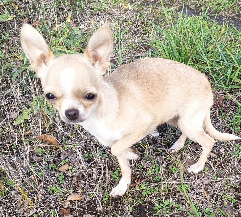 Маленькая охрана