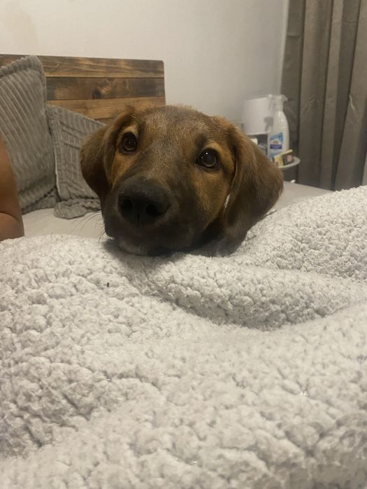 dou cadelinha de 1 ano