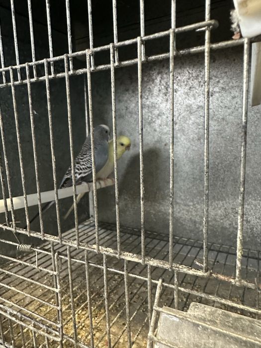 Vario tipo de aves