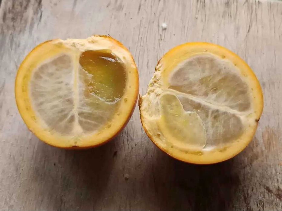 Lulo (Solanum quitoense)