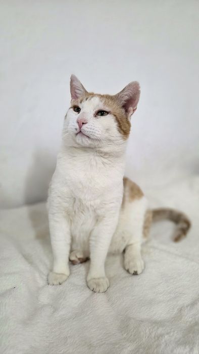 Spokojny kot Wincent do adopcji