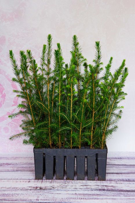 ŚWIERK POSPOLITY Sadzonka z multiplatów