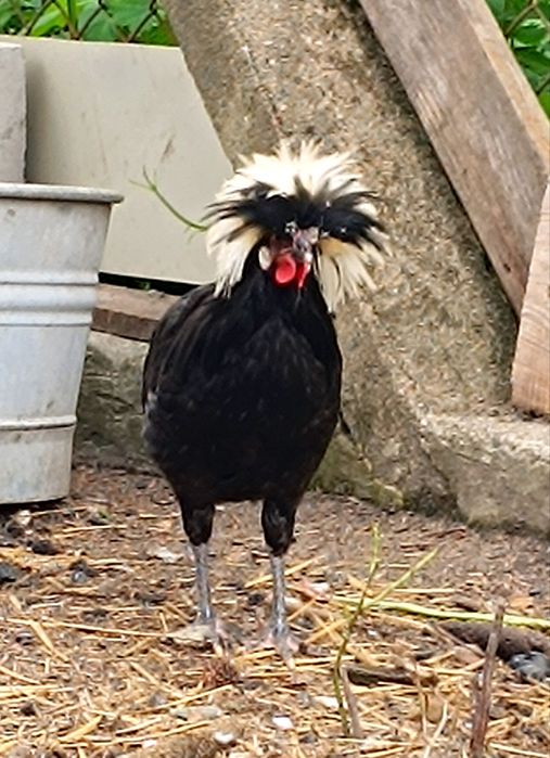 Jaja lęgowe czubatki , bialoczub holenderski