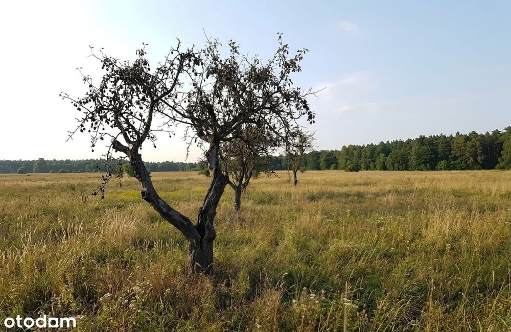Działka budowlana 1846 m² w miejscowości Dobiesz - blisko PKP - Widok 2
