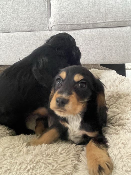 Cocker Spaniel Suczka Black