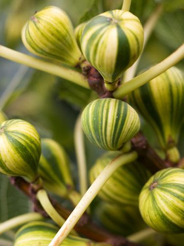Planta FIGUEIRA TIGRADA - SUPER DOCE - Apenas envios