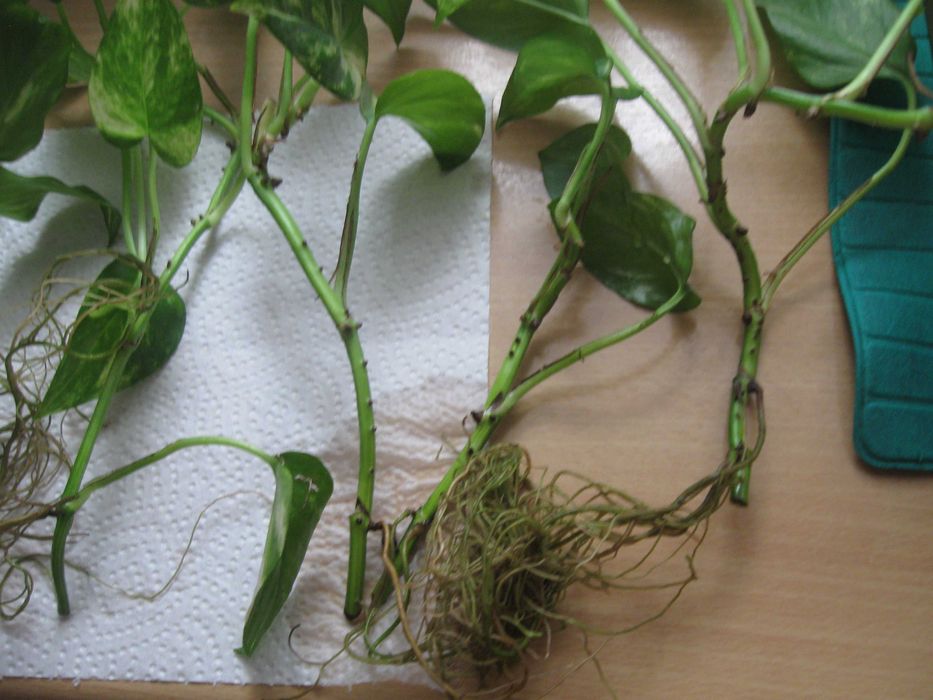 Kwiat Epipremnum Aureum.