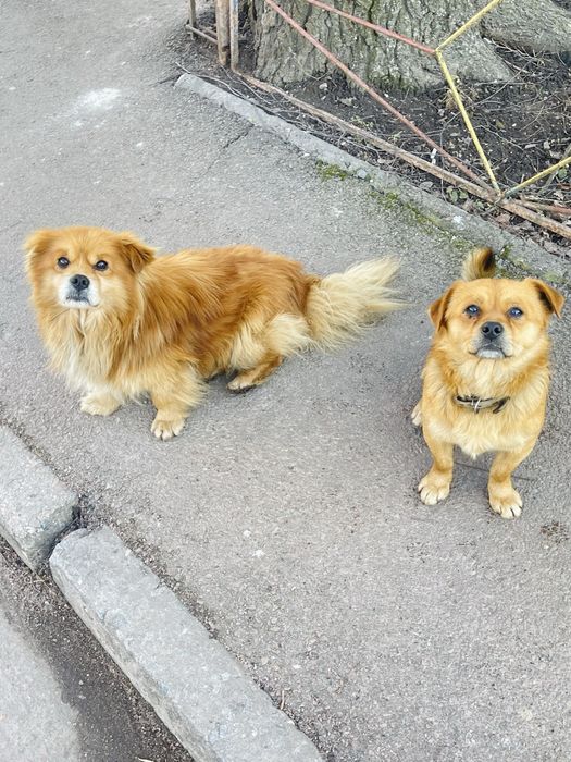 Два песики 1,5 -2 роки