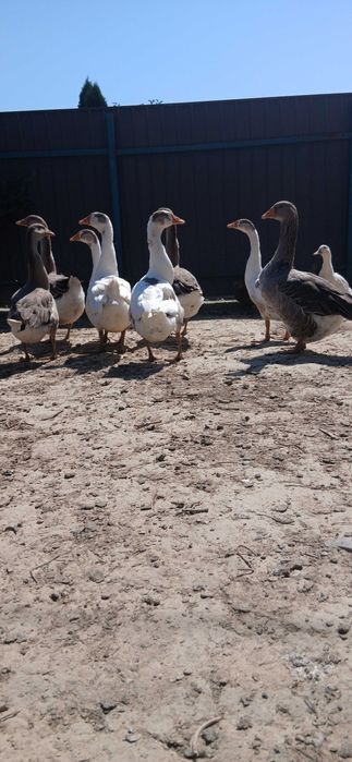 Гуси домашні, молодняк, мішані