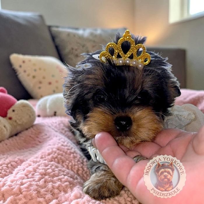 Suczka Yorkshire Terrier Merle
