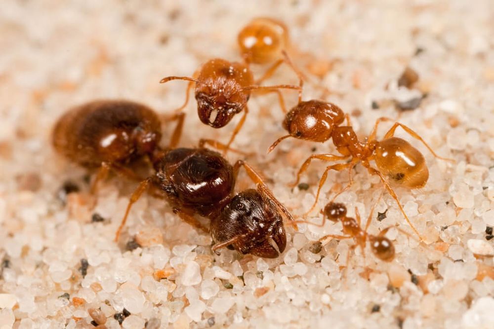 Pheidole pallidula/Мурахи