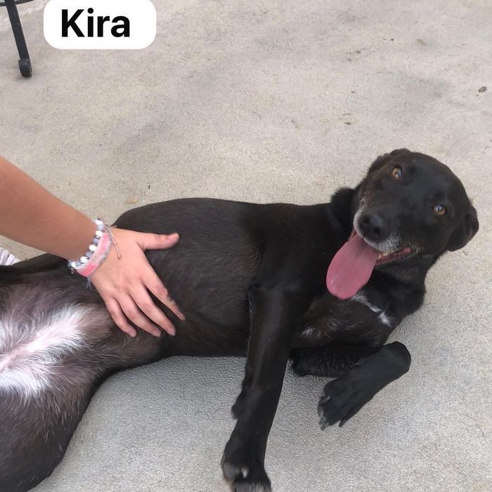 ‼️ Adoção Responsável ‼️