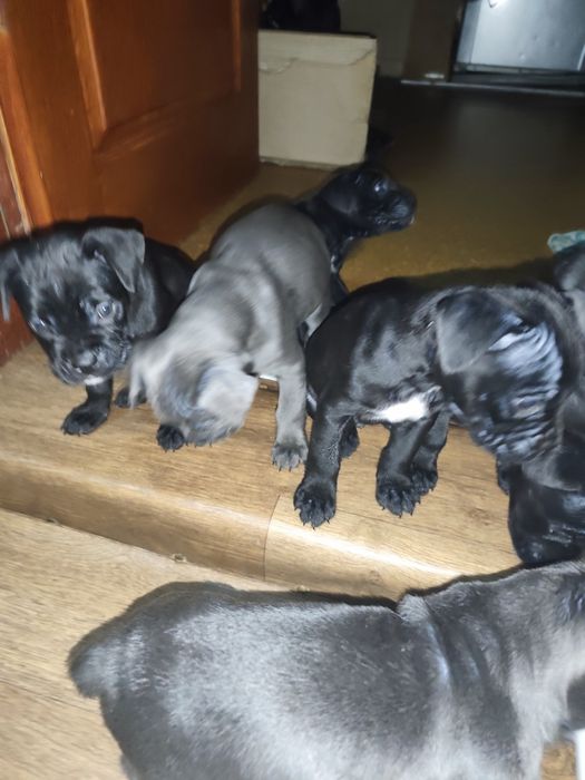 Продам щенков кане-корсо