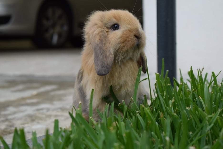 Coelhos anões miniatura
