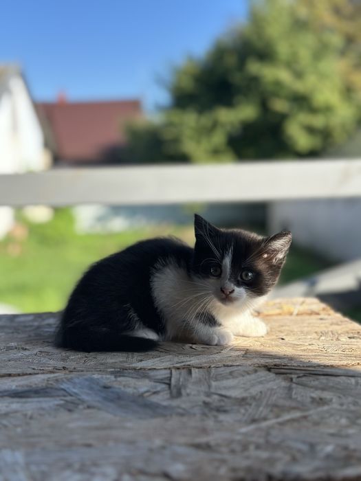 Киці біла та чорно-біла