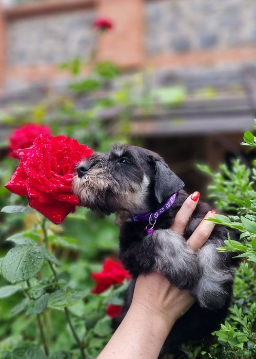 Цуценя цвергшнауцера