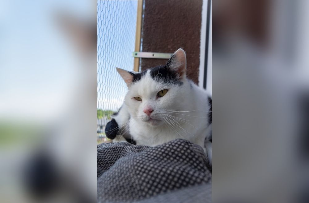 Kochany kotek szuka domu!
