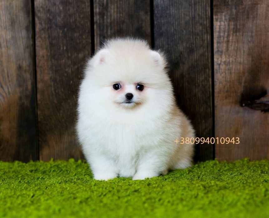 Exclusive VIP лакшері mini білі цуценята померанські шпіци ведмедики!