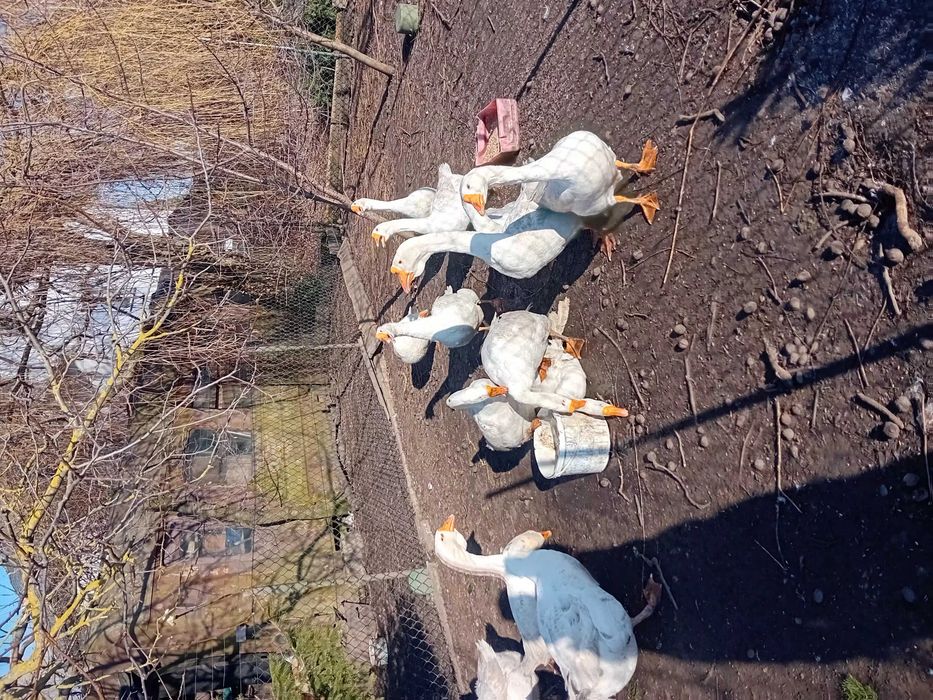 Gęsi Chołmogory 2025