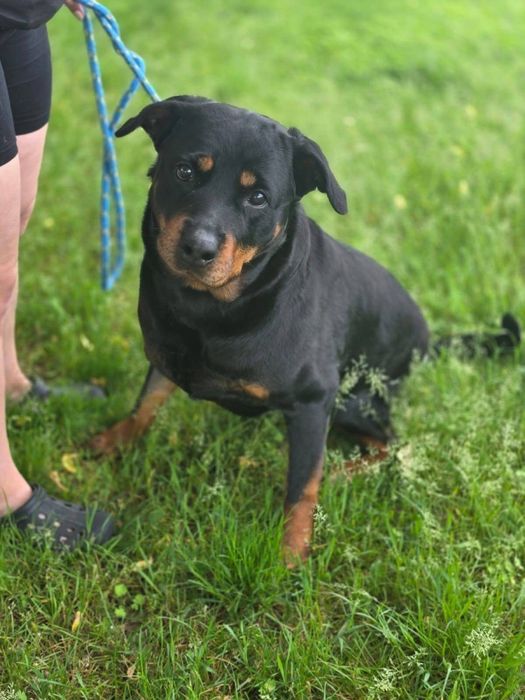 Carna-suczka w typie rottwailera-potrzebny dom znający specyfike rasy