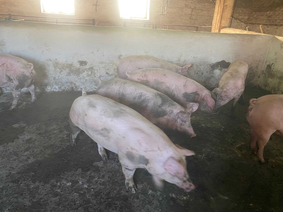 ремонтные свиноматки