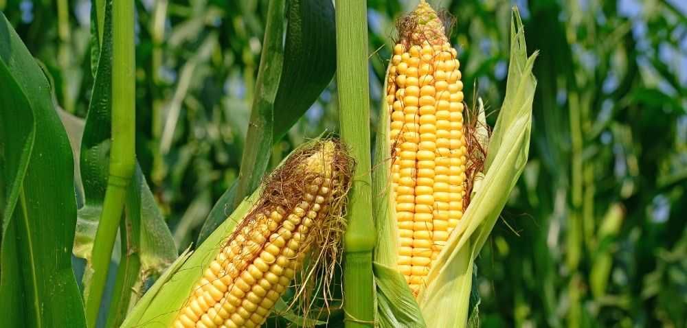 Nasiona Kukurydza ASTRINGA ziarno kiszonka FAO 250 (80 tys.)