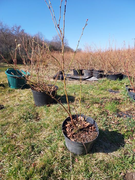 Borowka Amerykanska  Krzewy