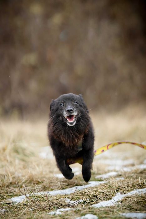 Loco - prawdziwy wulkan energii, młody pies do adopcji!