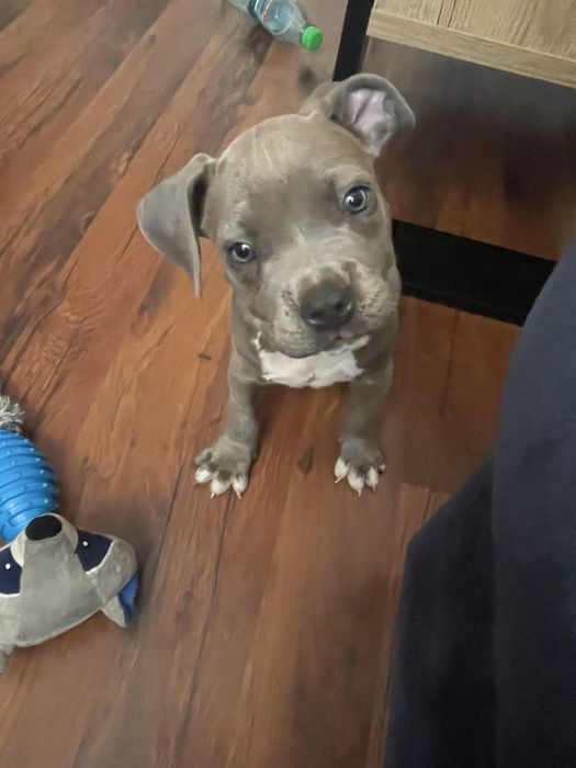 Szczeniak rasy American Staffordshire Terrier