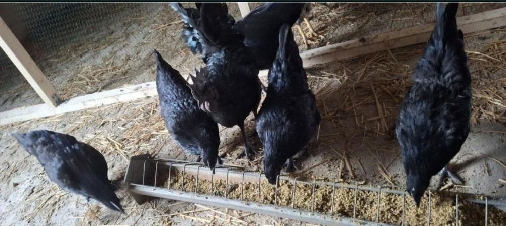Kury Ayam Camani