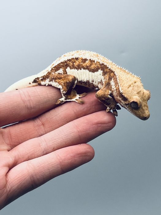 Gekon orzęsiony z docelowym terrarium i zapasem pożywienia