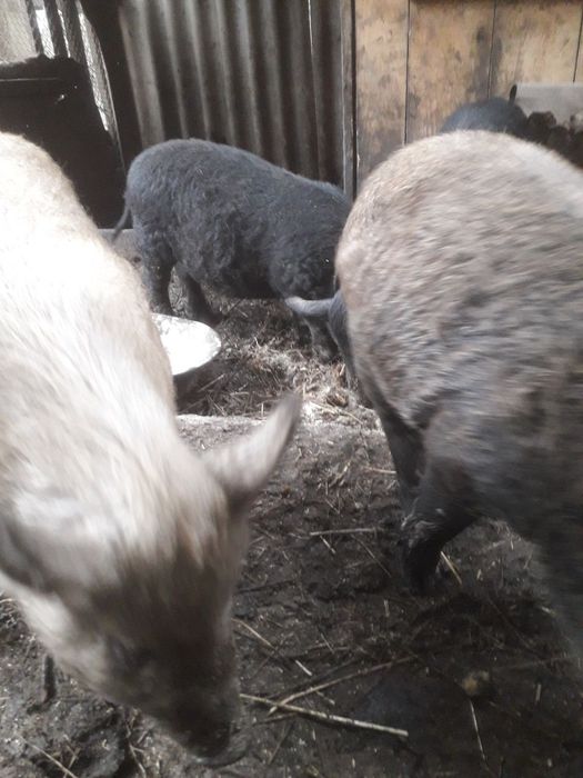 Продам поросята.