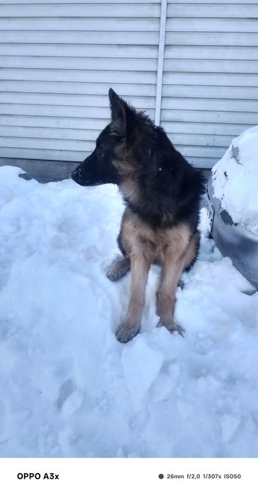 Продаж до  німецьких цуценят