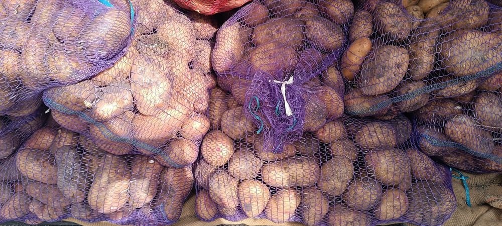 Домашня картопля