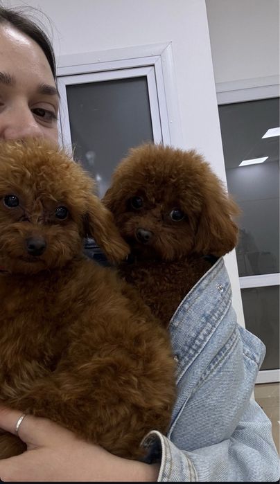 Продаж ексклюзивних пуделят є той та тікапи