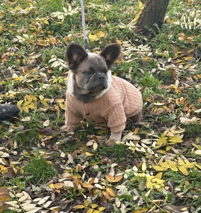 Французький бульдог Флаффі